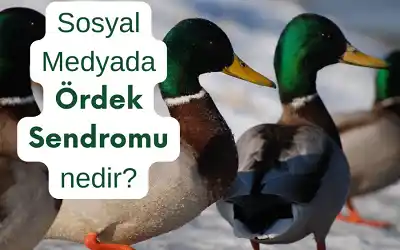 Sosyal Medyada Ördek Sendromu Nedir?,