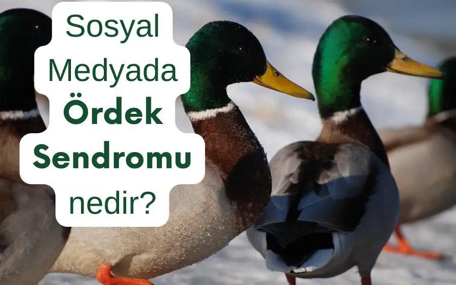 Sosyal Medyada Ördek Sendromu Nedir?,